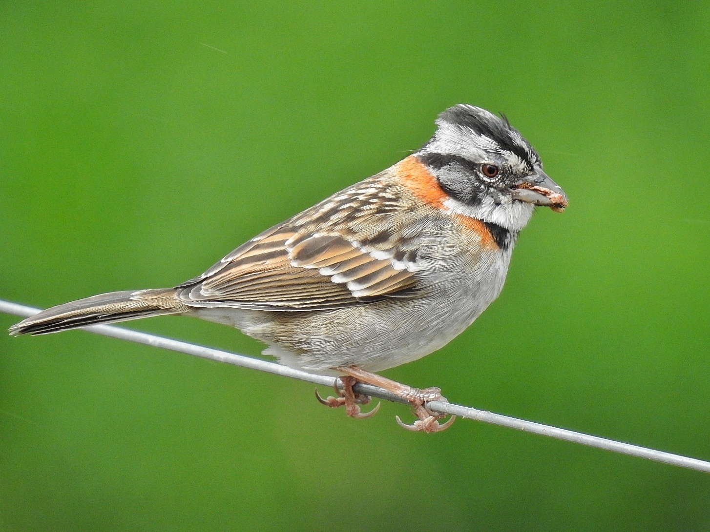 Rufous-collared Sparrow (Zonotrichia capensis) · iNaturalist Rufous-collared Sparrow (Zonotrichia capensis) · iNaturalist