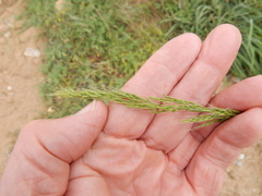 Limnodea arkansana