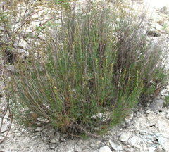 Artemisia salsoloides