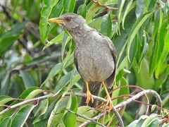 Chiguanco Thrush photo 3
