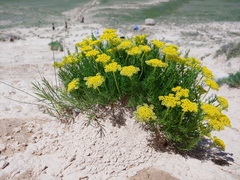 Musineon tenuifolium