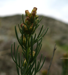 Artemisia salsoloides