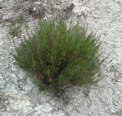 Artemisia salsoloides