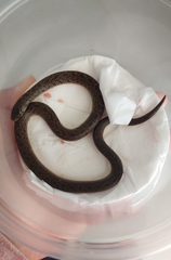 Atractus pantostictus