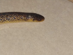 Atractus pantostictus