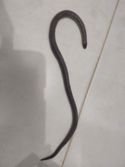 Atractus pantostictus