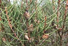 Hakea mitchellii