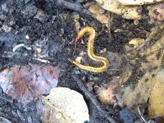 Dicellophilus limatus