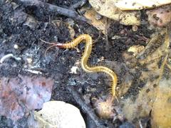 Dicellophilus limatus