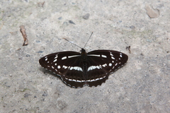 Limenitis misuji