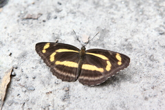 Neptis themis