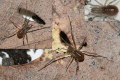 Ischyropsalis luteipes