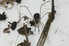 Mitostoma chrysomelas