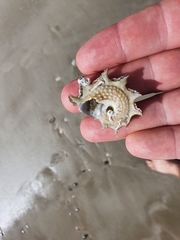 Astraea heliotropium