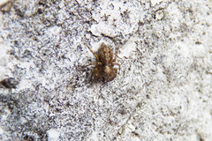 Saitis variegatus