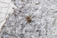 Saitis variegatus