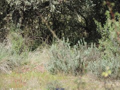 Quercus rotundifolia