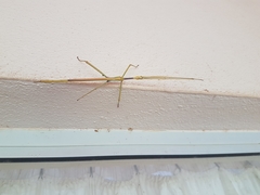 Tropidoderus gracilifemur