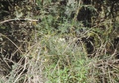 Asparagus acutifolius