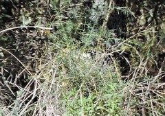 Cistus monspeliensis