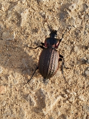 Carabus famini