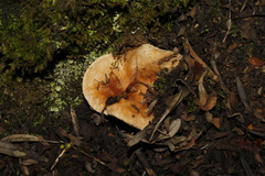 Lactarius tesquorum