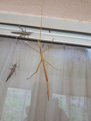 Tropidoderus gracilifemur