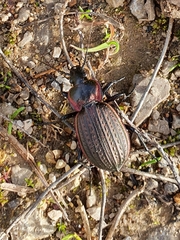 Carabus famini