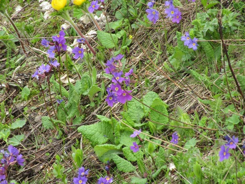 Image of Primula amoena by (c) Andrew Bazdyrev, some rights reserved (CC BY)