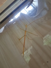 Tropidoderus gracilifemur