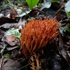 Phaeoclavulina cokeri