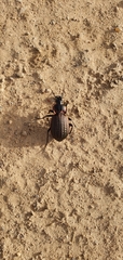 Carabus famini