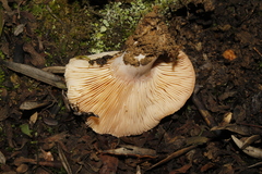 Lactarius tesquorum