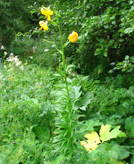 Lilium monadelphum
