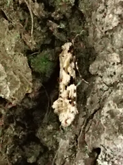 Crypsitricha mesotypa