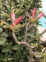 Magnoliopsida