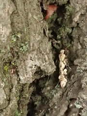 Crypsitricha mesotypa