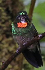 Heliangelus micraster