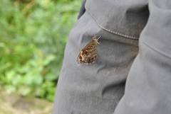 Chonala praeusta