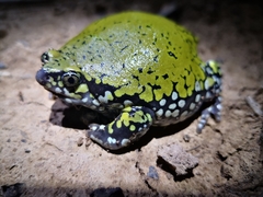 Dermatonotus muelleri