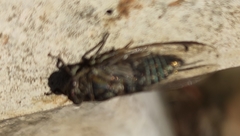 Physeema labyrinthica