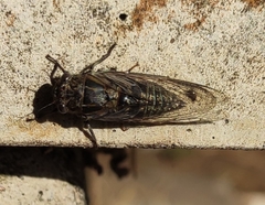 Physeema labyrinthica