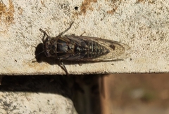 Physeema labyrinthica