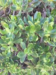 Pachysedum