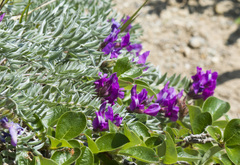 Oxytropis kamtschatica