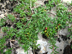 Rhamnus tortuosa