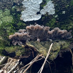 Auricularia mesenterica