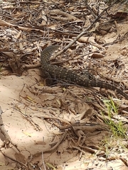 Varanus giganteus