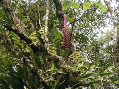 Vriesea bituminosa