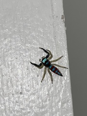 Psecas sumptuosus